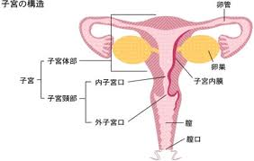 ovary.png